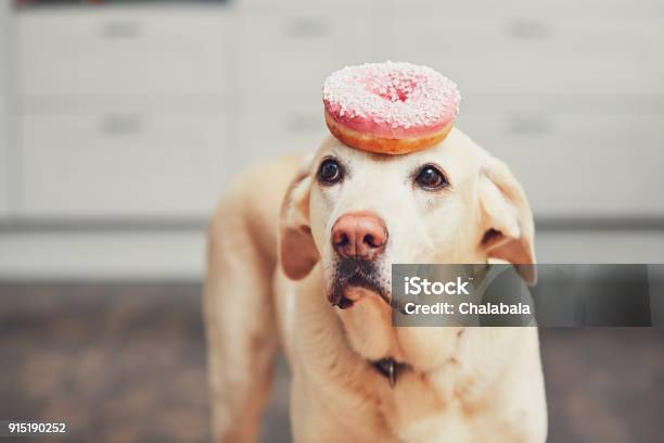 Funny Dog With Donut Stock Photo - Download Image Now - Dog, Doughnut, Bizarre