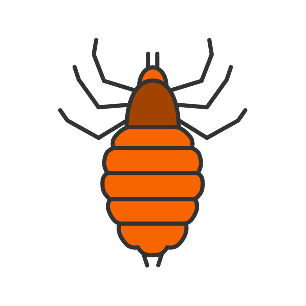 ilustrações de stock, clip art, desenhos animados e ícones de louse icon - ectoparasite