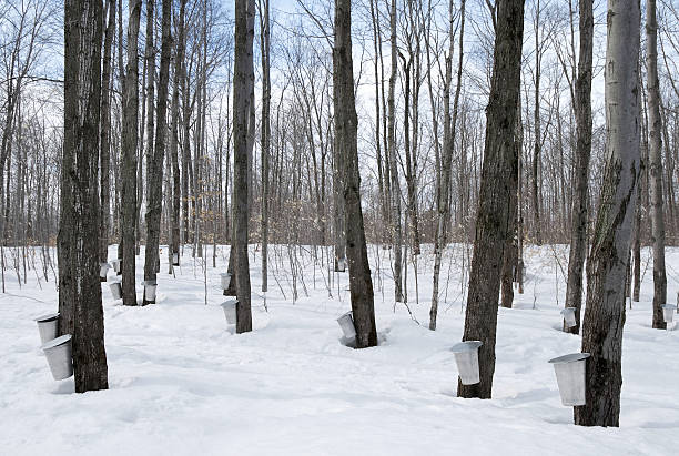 istock Maple syrup season in Canada 91519099