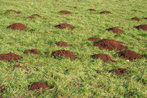 Mole mounds or hills on green meadow.