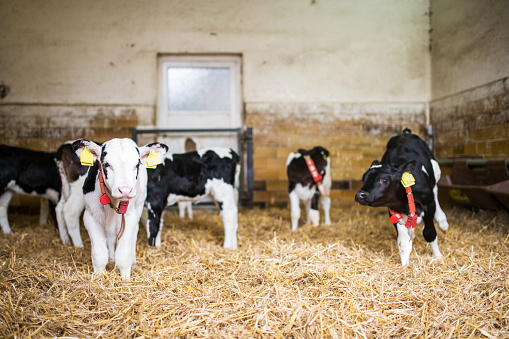 Germany, Europe: Young calves in a barn with straw.