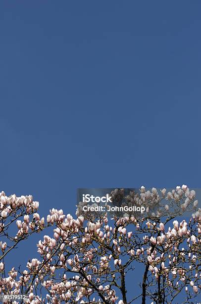 Magnolia Tree Stock Photo - Download Image Now - Blossom, Blue, British Culture