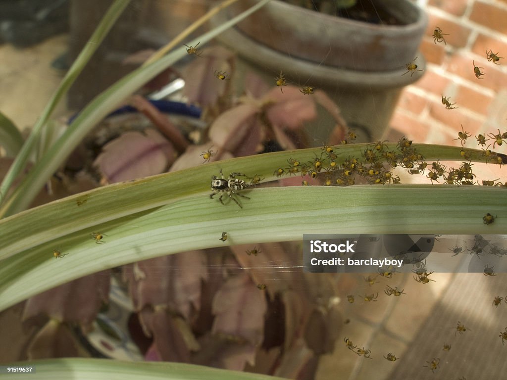 Aranhas - Foto de stock de Animal royalty-free