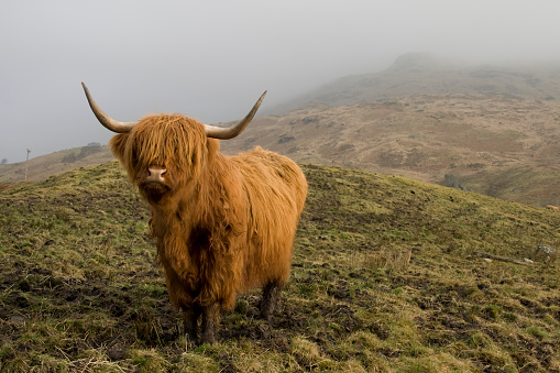 A shallow focused shot of a fluffy highland cow with long horns, blurred mountain in the background