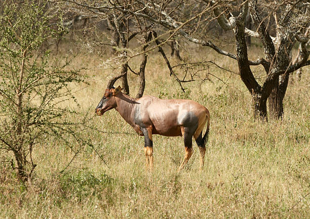 Topi Image 2,200+ Topi Antelope Photos Stock Photos, Pictures & Royalty-Free ...