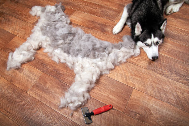 istock Dog lies next to the 915197918