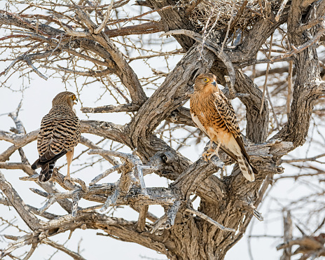A pair of Greater Kestrels perched near their nest in a tree in Namibian savanna