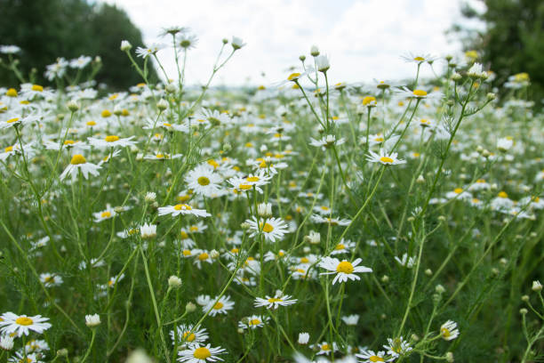 istock Wild camomiles on the field. 915198732