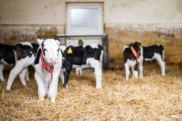 Young calves in a barn, Germany, Europe stock photo