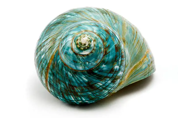 Blue seashell on a white background