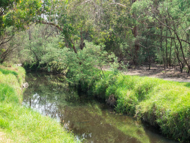 istock Stream running through Gardiners Creek in Melbourne, Australia. 915203164