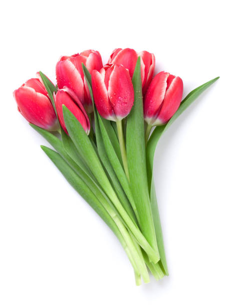 istock Red tulip flowers 915206022