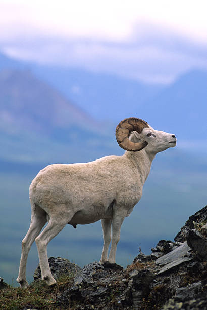 King of the Mountain  ram animal stock pictures, royalty-free photos & images