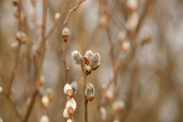 pussy-willow - textured nobody close up seed photos et images de collection