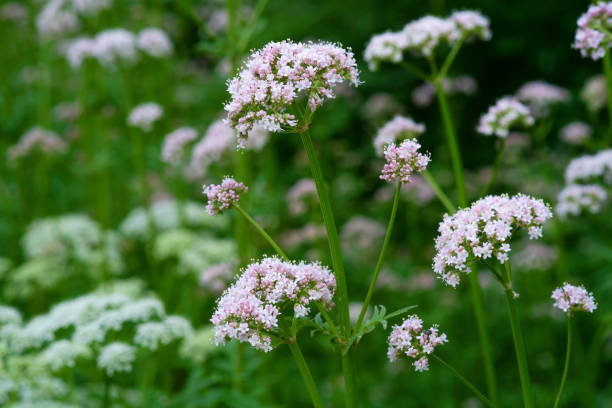 kwitnienie wspólnego waleriana - angelica plant flower uncultivated zdjęcia i obrazy z banku zdjęć