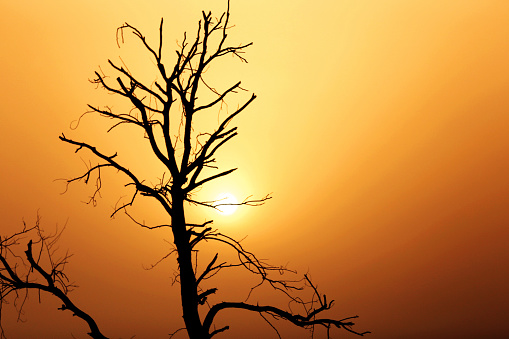 Leafless dead tree standing during sunset time.