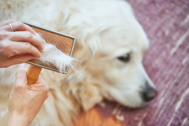 Woman combs old Golden Retriever dog with a metal grooming comb Old Golden retriever dog grooming grooming animal behavior stock pictures, royalty-free photos & images