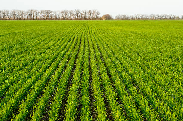 invierno de trigo - winter wheat fotografías e imágenes de stock