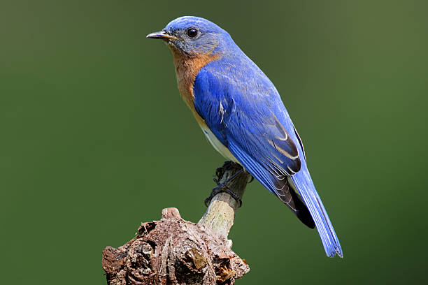 istock Bluebird on a wooden stump in front of blurry background 91521832