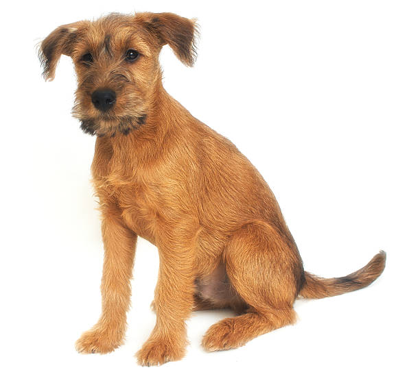 istock two months old puppy of terrier 91521944