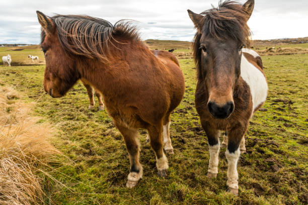 Icelandic Horses Grazing in Iceland Prairie.