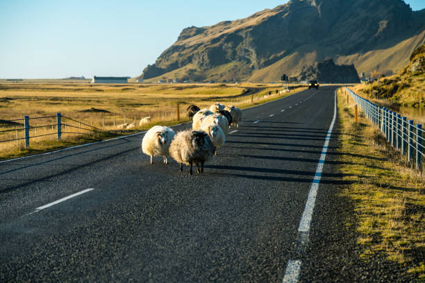 Herd of Sheep Crossing a Road in Iceland.