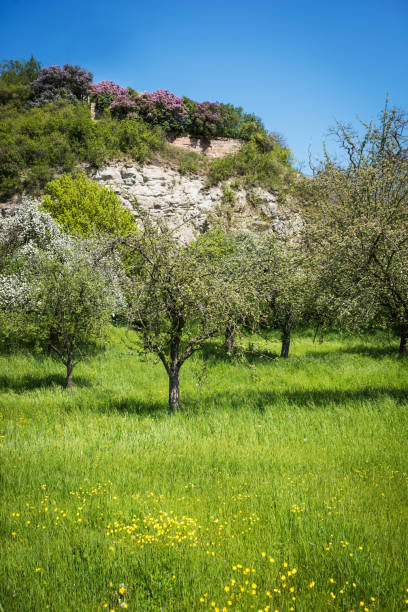 istock Fruit trees bloom on a scattered orchard, Germany, Europe 915223350