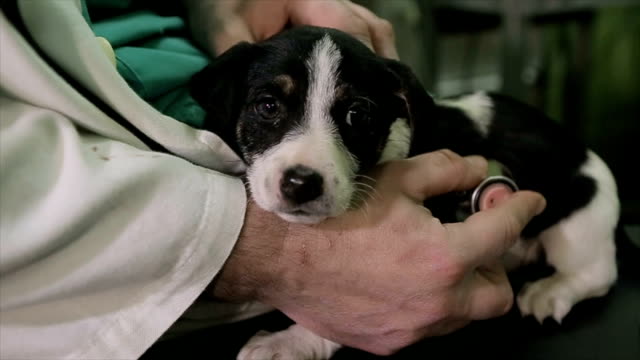 veterinarian checking respiratory tract on puppy with stetoscope