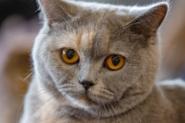 istock orange Cat eyes close up detail 915227038