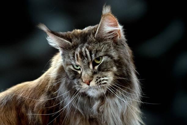 istock yellow Cat eyes close up detail 915227326