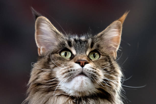 istock yellow Cat eyes close up detail 915227334