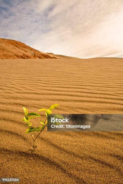 Kleine Pflanze Wächst In Der Wüste Stockfoto und mehr Bilder von Anfang - Anfang, Ausdauer, Ausgedörrt