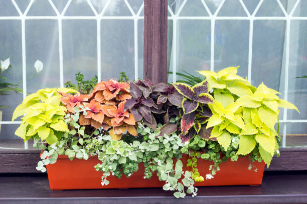 different plants coleus in pot on window - flower pot vase purple decor imagens e fotografias de stock