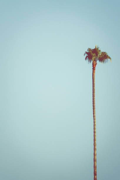 Vertical Orientation Tropical Background Image of Palm Tree With Copy Space