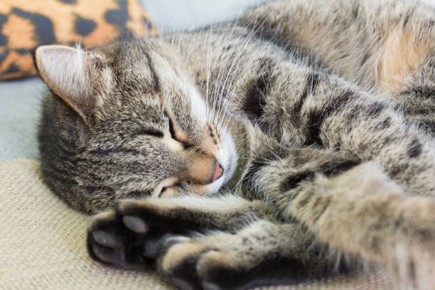 istock homemade gray cat sleeping on the couch 915242012