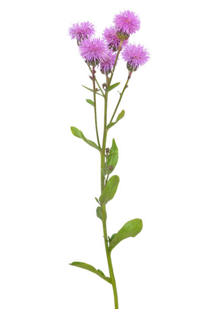 istock Cirsium arvense flower 915243274