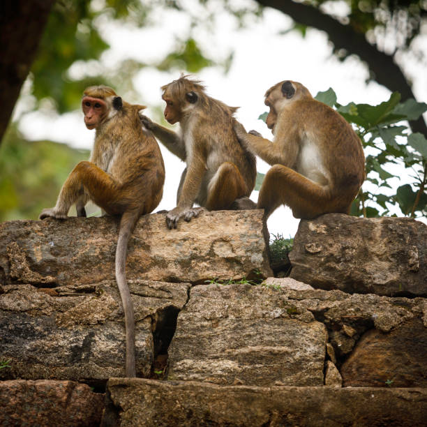 Toque macaque monkeys small reddish-brown-coloured "Old World" monkeys endemic to Sri Lanka macaque stock pictures, royalty-free photos & images