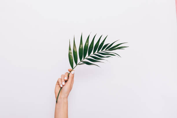 istock Curved green palm leaf in female hand 915247374