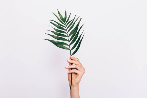 istock Green palm leaf in female hand 915247394