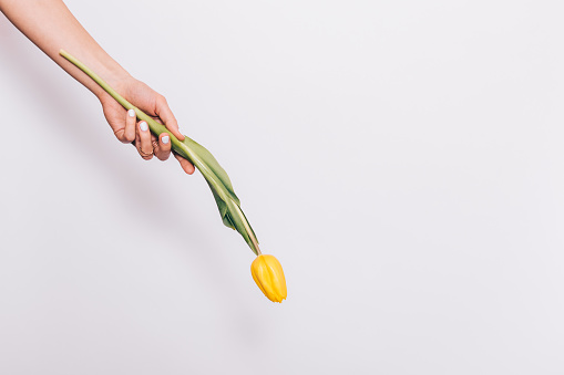 Hanging yellow tulip in female hand on white background