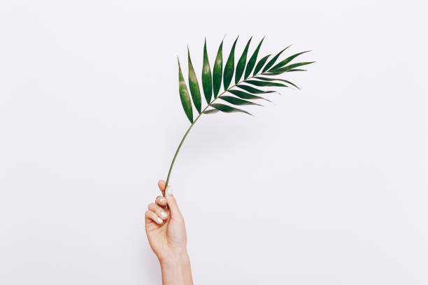 istock Female hand with manicure holds a palm branch 915247406