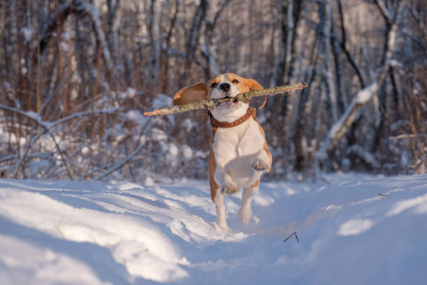 istock Beagle running around and playing with the winter forest 915247964