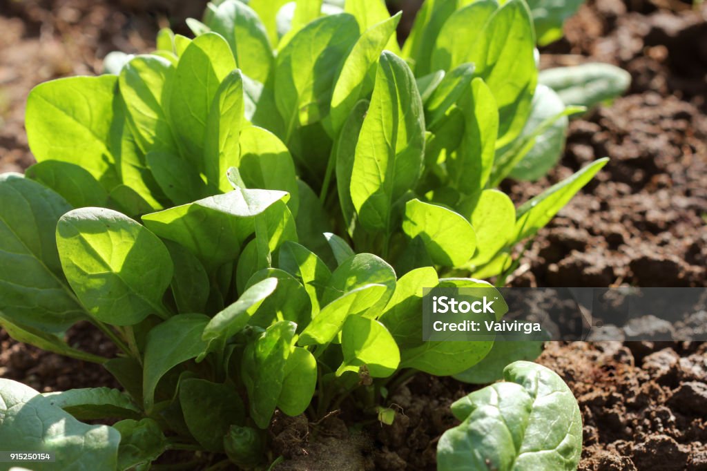 Young leaves of spinach.Sprouts spinach growing in garden. Green shoots. Young greens for salad Young leaves of spinach.Sprouts spinach growing in garden. Green shoots. Young greens for salad . Spinach Stock Photo