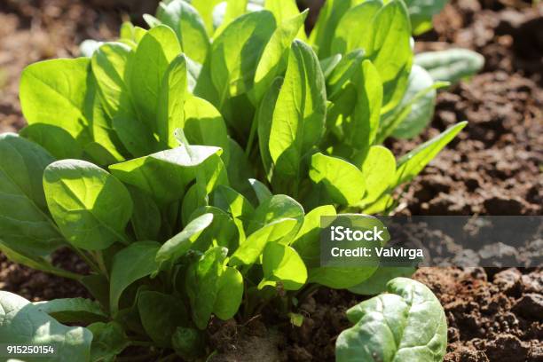 Young Leaves Of Spinachsprouts Spinach Growing In Garden Green Shoots Young Greens For Salad Stock Photo - Download Image Now