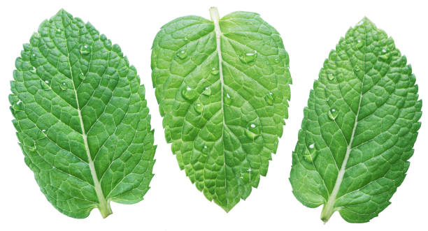 tre foglie di menta o menta con gocce d'acqua. - mint peppermint water leaf foto e immagini stock