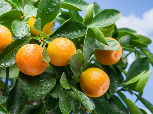 istock Ripe tangerine fruits on the tree. 915253996