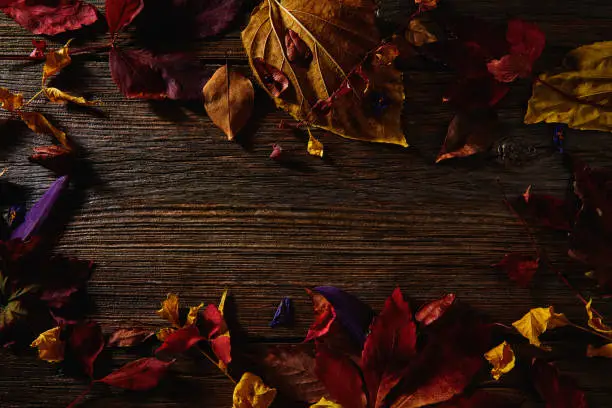 Autumn dark dried colorful leaves and flowers still with copyspace