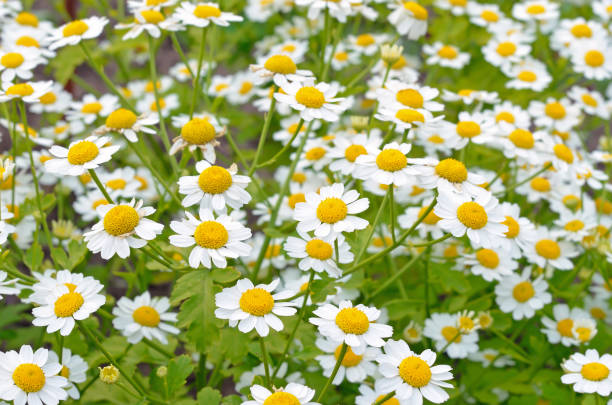 istock Flowers feverfew (Tanacetum parthenium) 915255378