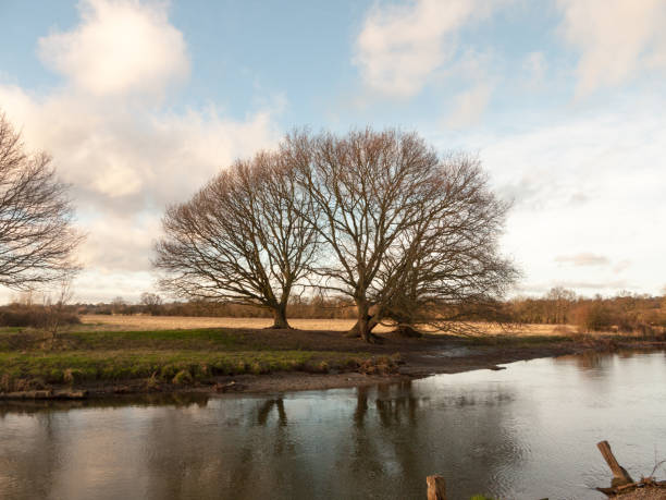 istock large bare tree branches over lake river country winter 915255402