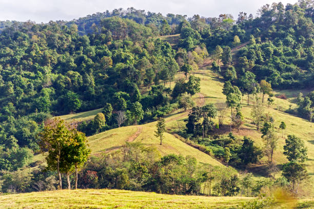 istock Trees on the hill with blurred forest. 915256022